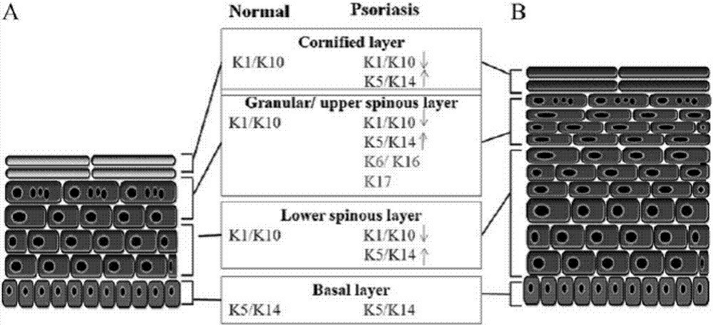 “马非马”的艺术诠释【星空体育APP网站】(图1) 星空体育app下载