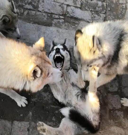 星空体育APP网站