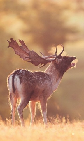 星空体育app下载