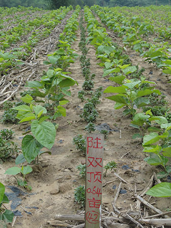 星空体育app下载|默滕斯意甲81球追平传奇,马拉多纳P图祝贺(图2) 星空体育APP