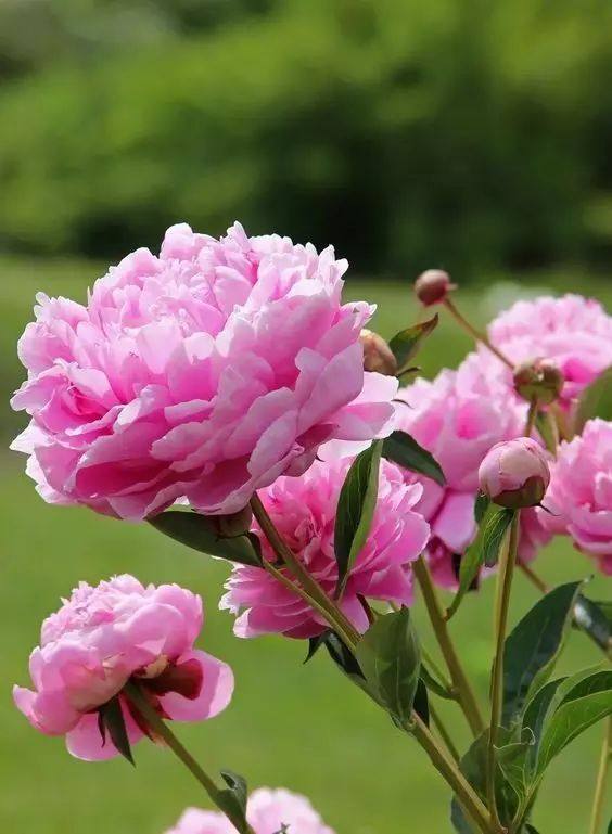 星空体育APP网站