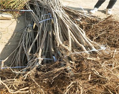 里皮国足又一次被亚洲鱼腩逼平 国足锋霸赛前豪言惨遭打脸-星空体育APP(图1) 星空体育APP