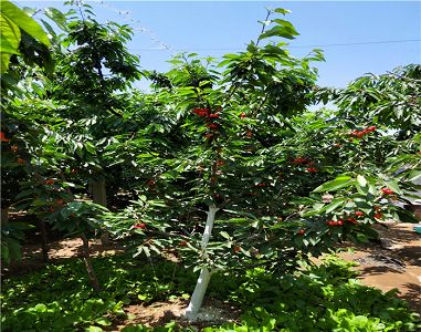 【雅昌专访】陈克建:“百家百场”将开启线上拍卖新纪元|星空体育app下载(图1) 星空体育APP