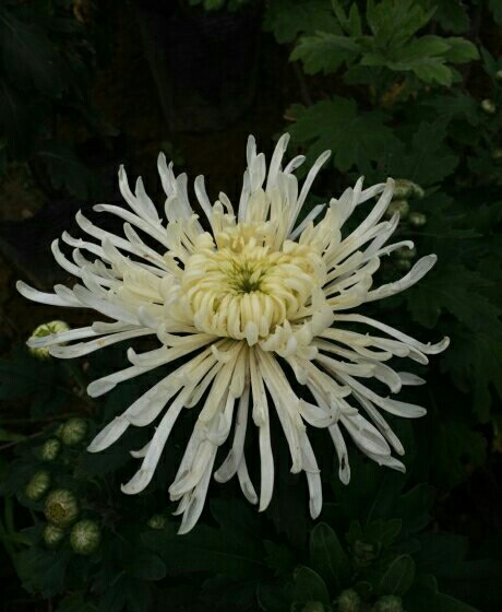 星空体育app下载:意甲悬念回归!本周末天王山 尤文20天连战4豪强(图4) 星空体育APP网站